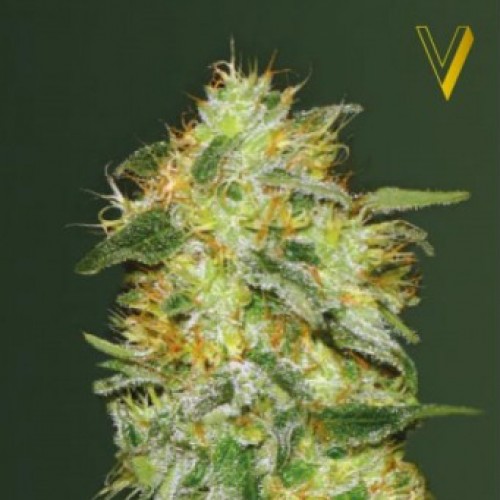 Насіння Auto Original Lemon Skunk Feminised