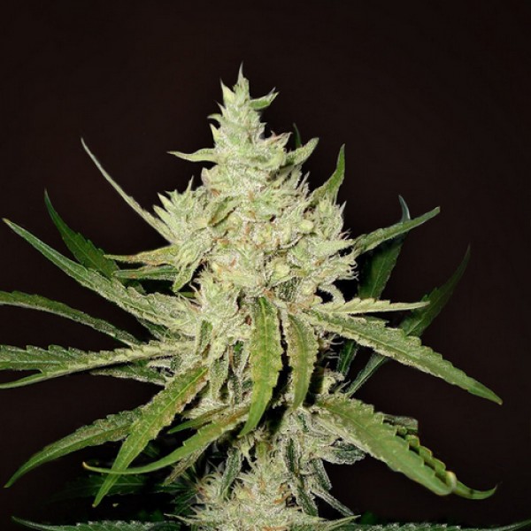 Насіння Auto Amnesia Haze Feminised
