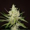 Насіння Auto Amnesia Haze Feminised
