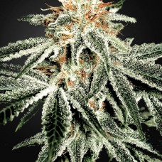 Насіння White Widow Feminised