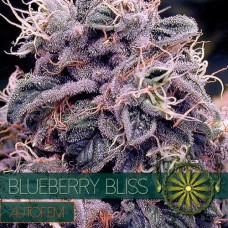 Насіння Auto Blueberry Bliss Feminised