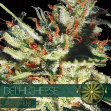 Насіння Auto Delhi Cheese Feminised