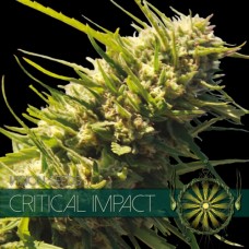 Насіння Critical Impact Feminised