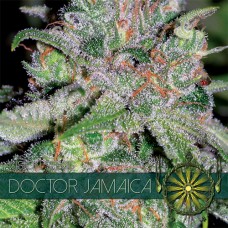 Doctor Jamaica Feminised