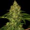 Насіння Shiskaberry Feminised Gold