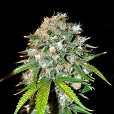 Skunk #11 Feminised Gold seeds