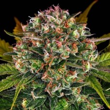 Strawberry Cheesecake Feminised Silver Seeds