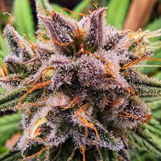 Strawberry Cough Feminised Gold seeds