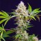 Насіння Auto Sweet Amnesia Haze XL Feminised