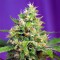 Насіння Auto Sweet Amnesia Haze XL Feminised