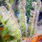Насіння Sweet Mandarine Zkittlez Fast Flovering