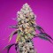 Насіння Sweet Mandarine Zkittlez Fast Flovering