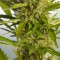 Насіння Auto White Widow XXL Feminised