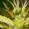 Насіння Auto White Widow XXL Feminised