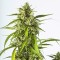 Насіння Auto White Widow XXL Feminised