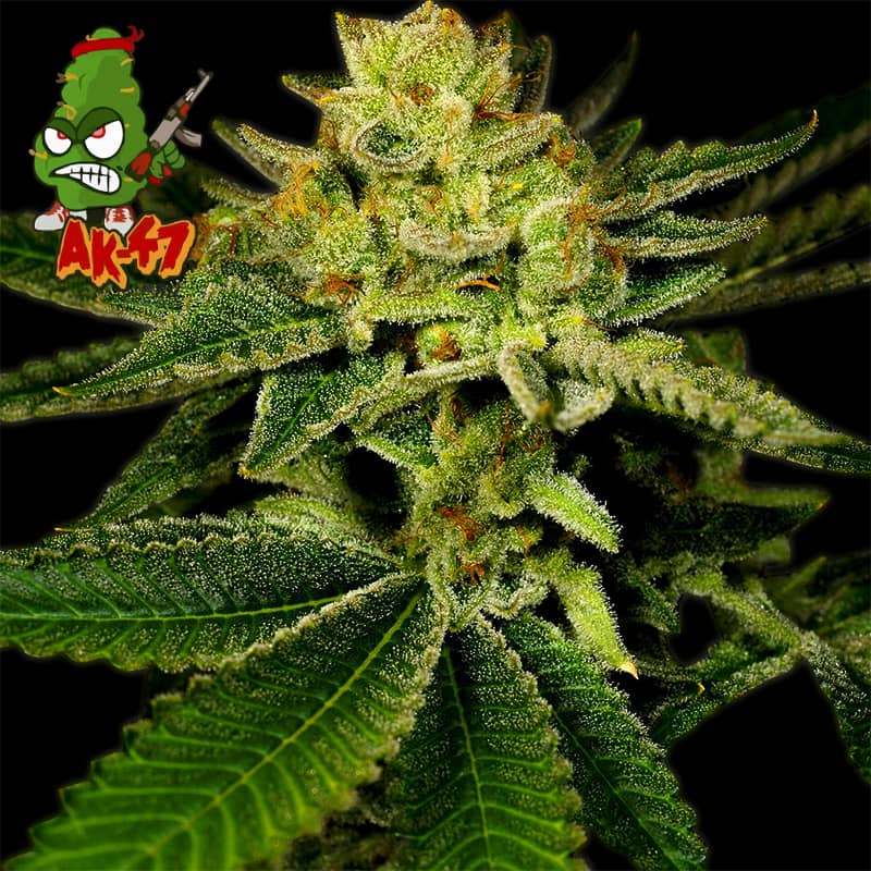AK-47 Cannabis Strain