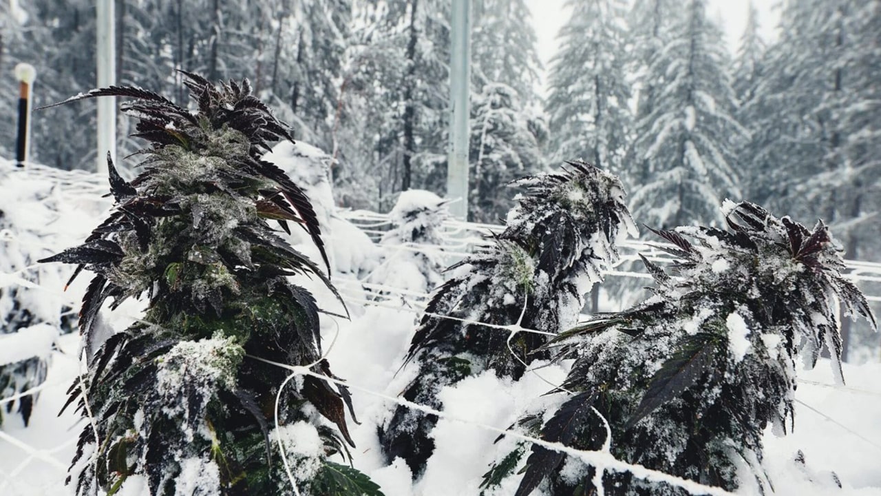 Marijuana bushes in the snow