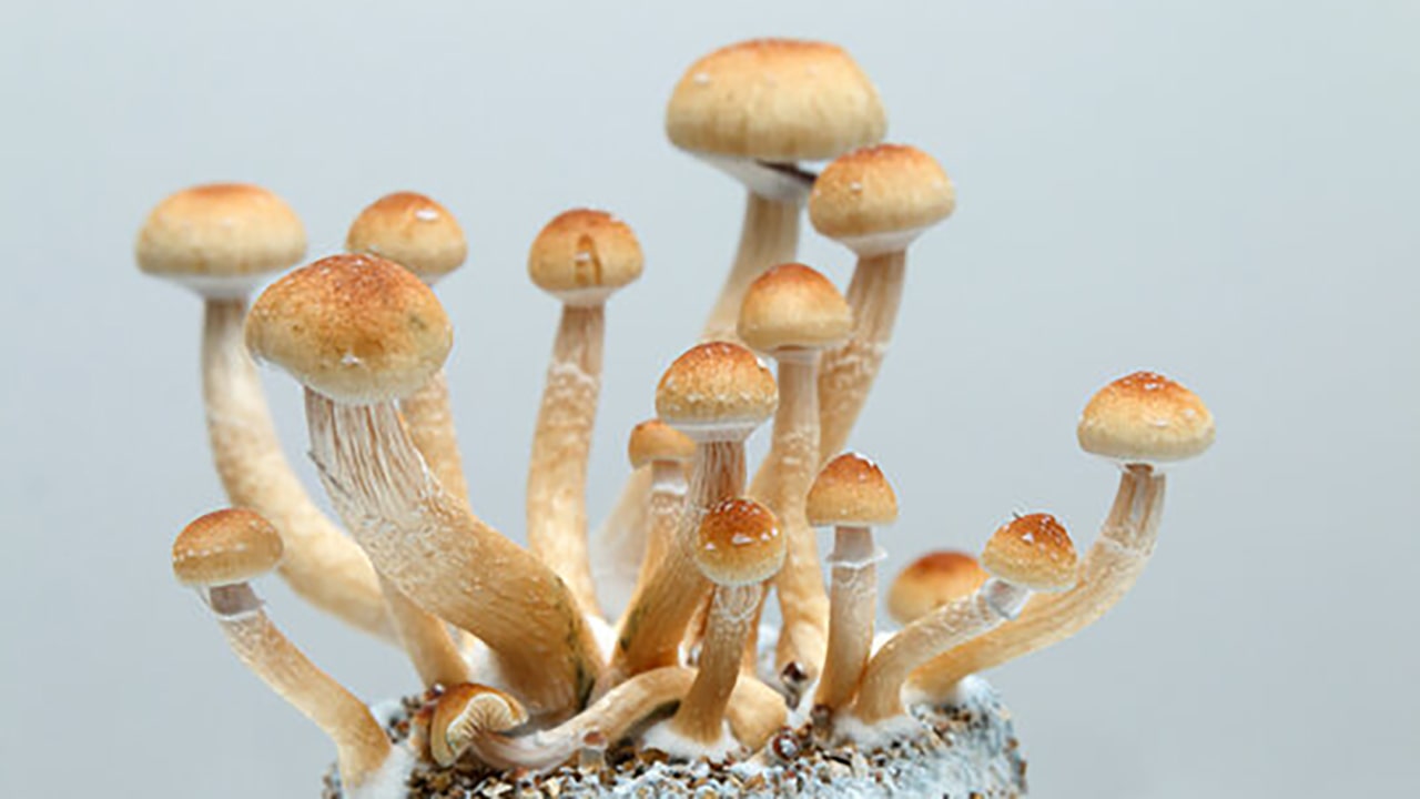 cubensis mushrooms