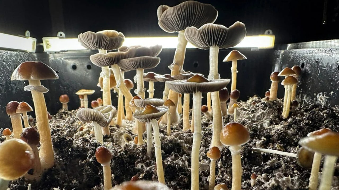 psilocybin mushroom cultivation