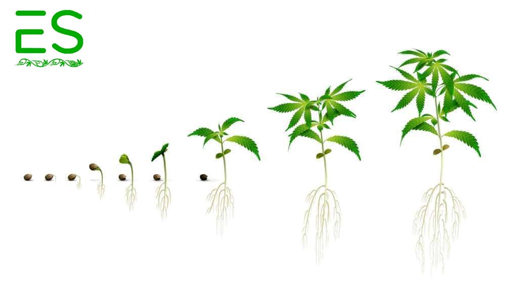 Main Stages of Cannabis Growth
