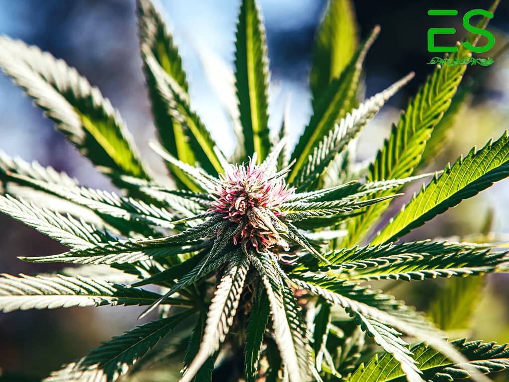 Cannabis Flowering Stage
