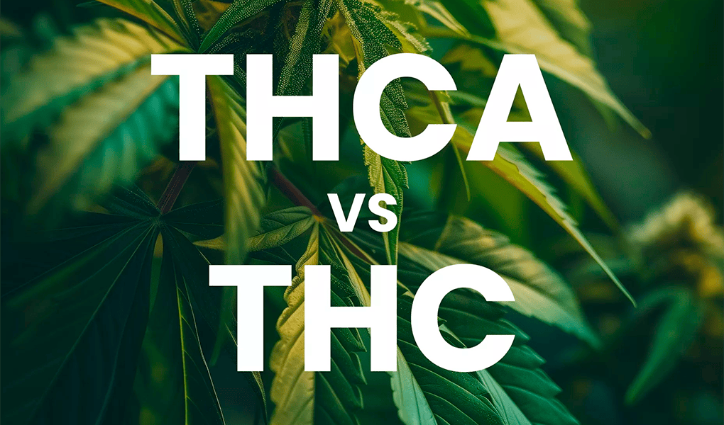 Напис THCA і THC на фоні коноплі