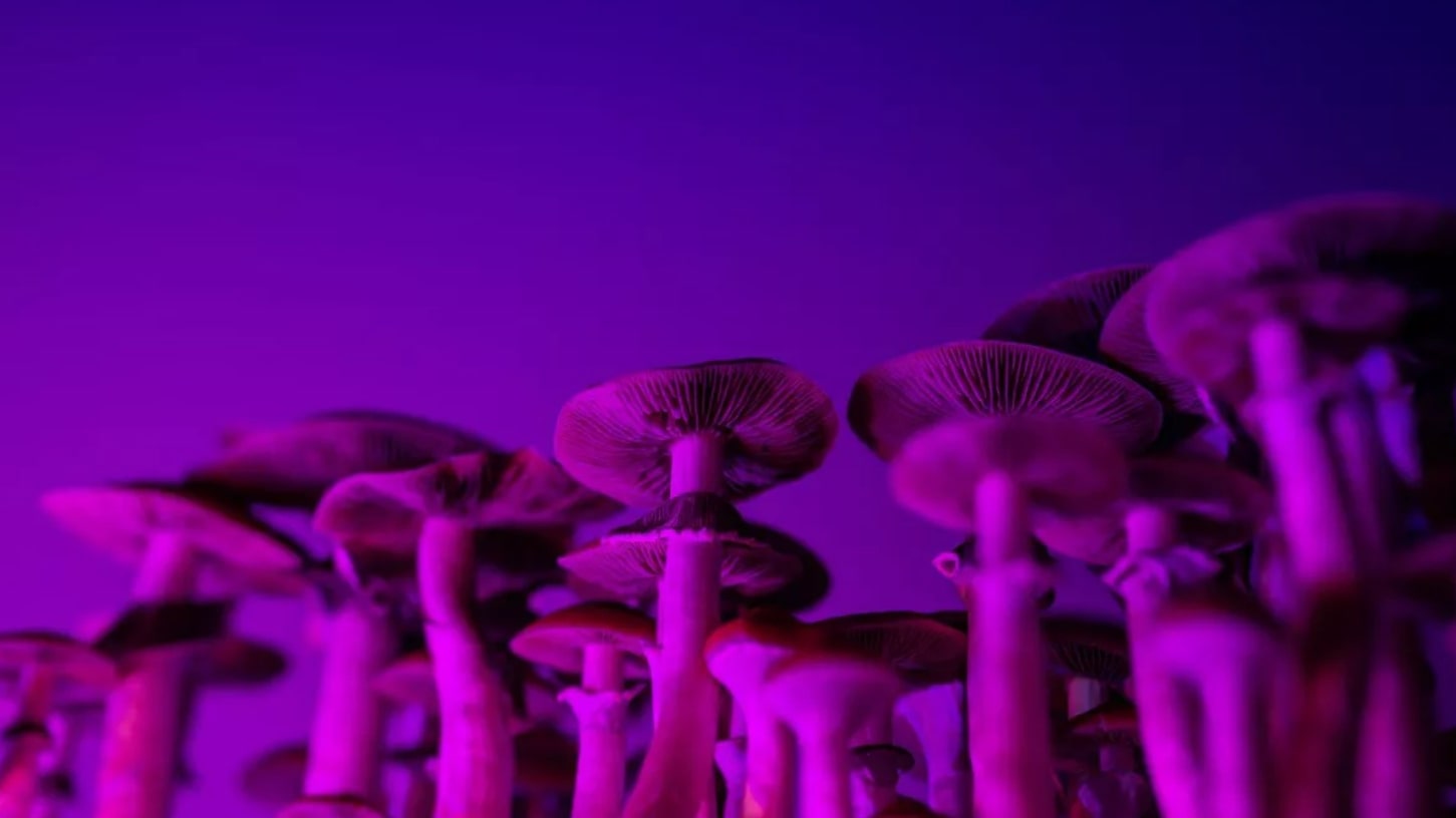 помощь псилоцибиновыми грибами