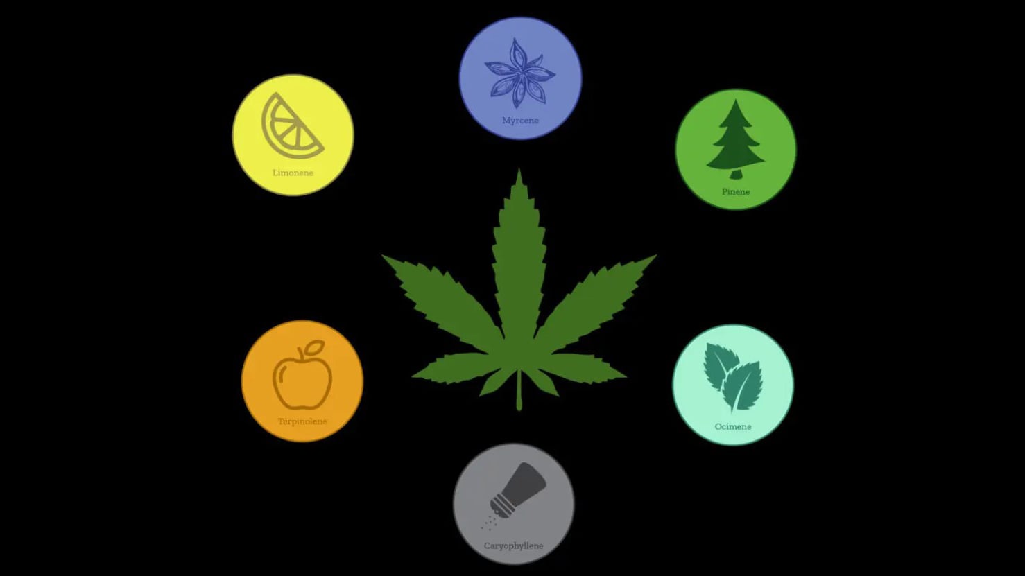 Cannabis terpenes