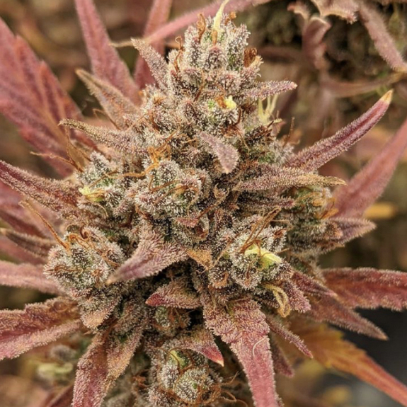 Сорти тижня