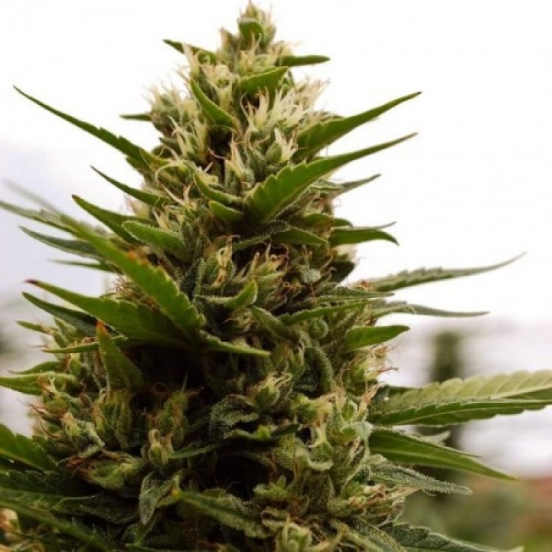 Купить Семена Марихуаны Errors Seeds В России