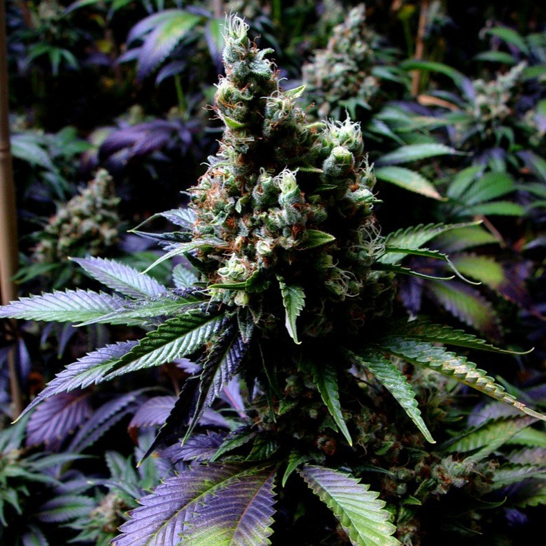 Сорти тижня